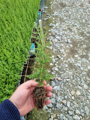 Cupressus Macrocarpa - 50 Plants